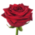 Long red rose single wrapped
