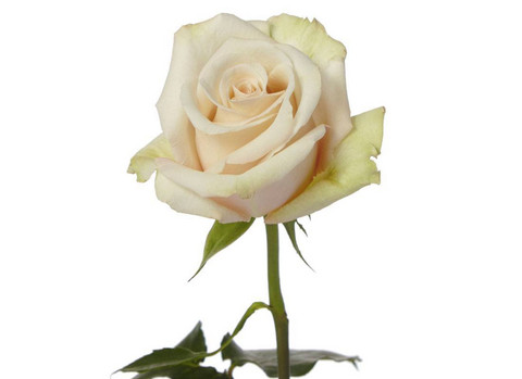 Long white rose individually wrapped