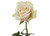 Long white rose individually wrapped