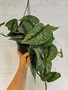 Satin Pothos Trebie