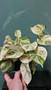 Pothos Happy Leaf