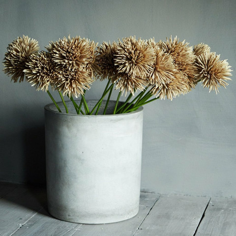 Dahlia sand