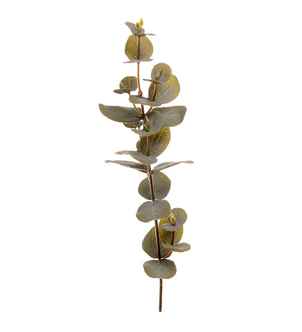 Eucalyptus small