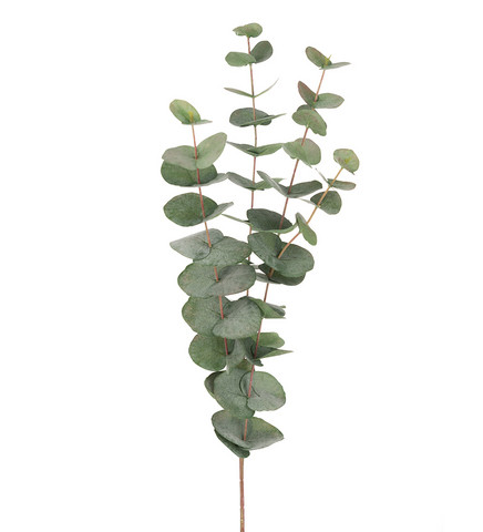 Eucalyptus big