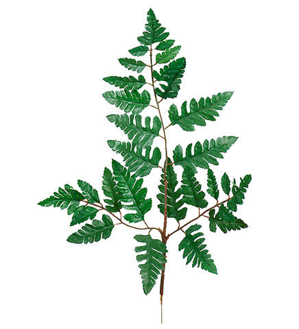 Rumohra adiantiformis