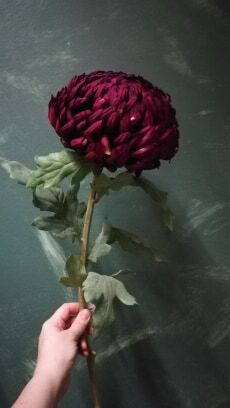 Chrysanthemum big