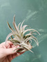 Airplant harissi