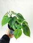 Heartleaf Philodendron