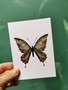 Card Butterfly