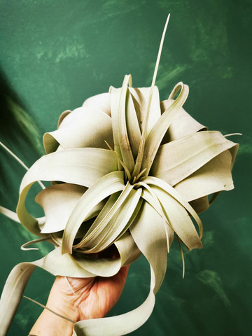 Tillandsia Xerographica