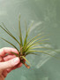 Airplant melanocrater
