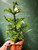 Norfolk island Pine decorated