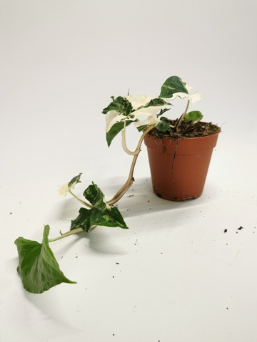 Syngonium podophyllum albo-variegata
