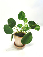 Chinese money plant in pot