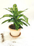 Chinese evergreen in pot