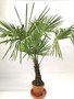Windmill palm 190cm
