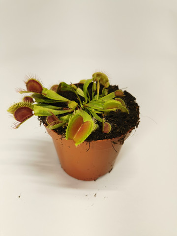 Venus flytrap