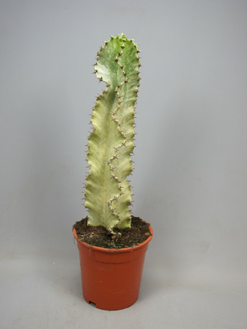 Euphorbia marmorata