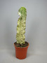 Euphorbia marmorata