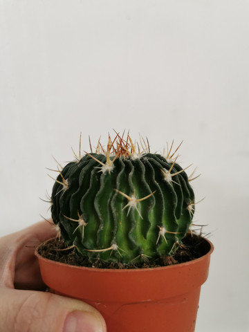 Echinofussulocactus