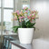Classico Premium 50cm