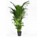 Kentia palm 230cm