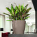 Classico LS Premium 50cm all-in