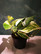 Epipremnum pinnatum Marble Queen