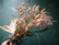 Dry flower bouquet Beige