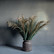 Pampas hay