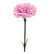 Dianthus pink