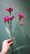 Dianthus purple