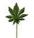 Leaf aralia
