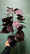 Cotinus