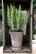 Bergs Potter Helena Gray 14cm