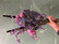 Dry flower bouquet Mustikkamaa