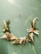 Dry flower wreath
