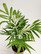 Parlor Palm variegata
