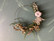 Dry flower wreath frost