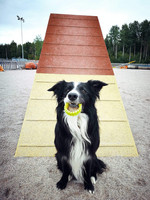 QwiDog paracordranneke Shark Jaw, 1-2 väriä