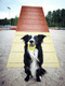 QwiDog paracordranneke Shark Jaw, 1-2 väriä