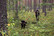 6 m PVC jälki- ja koulutusliina (16 mm), liipasinlukko L