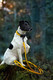 Let It QwiDog panta BioThane®sta, mittatilaus