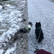 QwiDog tuplatalutin kahdelle koiralle, mittatilaus