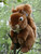 Orava