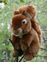 Orava