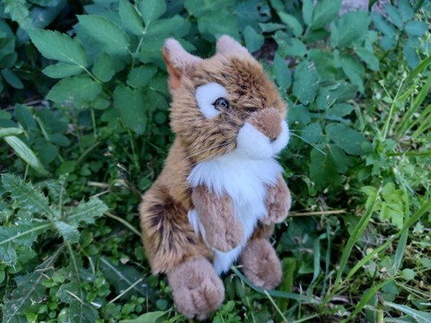 Ruskeavalkoinen pupu