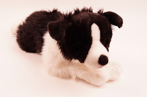 Iso bordercollie