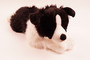 Iso bordercollie