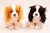 Kingcharlesinspanieli ruskea